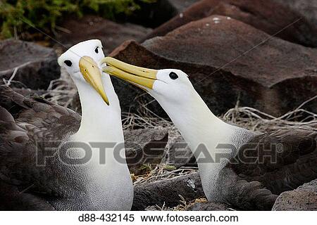Stock Photography - Waved Albatros (Diomedea irrorata). Espaola (Hood) island, Galapagos Islands. Ecuador. Fotosearch