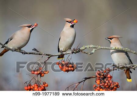Waxwing (Bombycilla garrulus), feeding on rowan berries, Bavaria, Germany. View Large Photo Image Stock Photo - Waxwing (Bombycilla garrulus), feeding on rowan berries, Bavaria, Germany.. Fotosearch