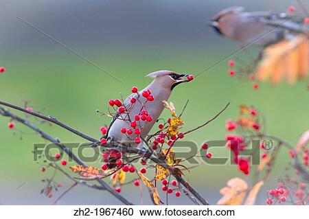 Stock Image - Waxwing, Bombycilla garrulus, sitting in a rowantree in autumn season and eating rowanberries and have on in his beak, G? llivare, Swedish lapland.. Fotosearch