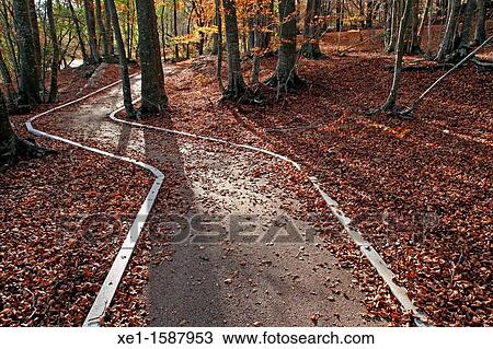Stock Image - way, beech, autumn, Montseny Natural Park, Catalonia, Spain. Fotosearch