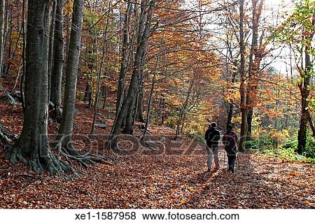 Stock Photo - way, beech, autumn, Montseny Natural Park, Catalonia, Spain. Fotosearch