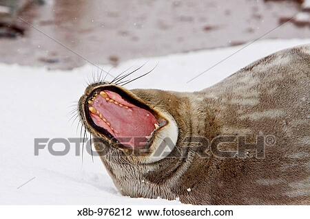 Weddell Seal Leptonychotes weddellii hauled out on ice near the Antarctic Peninsula, southern Ocean View Large Photo Image Stock Image - Weddell Seal Leptonychotes weddellii hauled out on ice near the Antarctic Peninsula, southern Ocean. Fotosearch