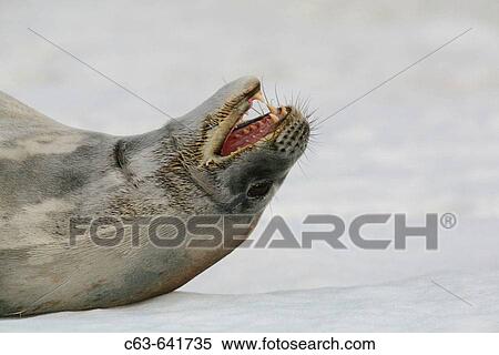 Weddell seal (Leptonychotes weddellii) hauled out on an ice floe near the Antarctic Peninsula. View Large Photo Image Stock Photography - Weddell seal (Leptonychotes weddellii) hauled out on an ice floe near the Antarctic Peninsula.. Fotosearch