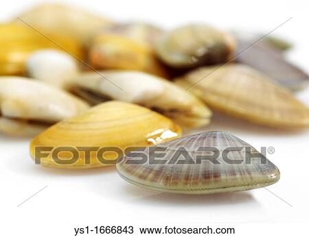 Wedge Shell, donax trunculus, Shells against White Background View Large Photo Image Stock Image - Wedge Shell, donax trunculus, Shells against White Background. Fotosearch