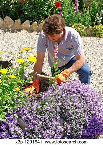 Stock Image - Weeding in the rockery Campanula portenschlageana. Fotosearch
