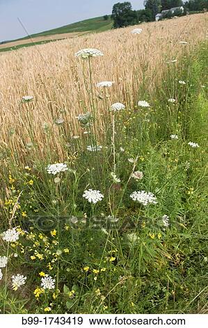 WEEDS AT SIDE OF WHEAT FIELDS BROOKVILLE PENNSYLVANIA USA View Large Photo Image Stock Photo - WEEDS AT SIDE OF WHEAT FIELDS BROOKVILLE PENNSYLVANIA USA. Fotosearch