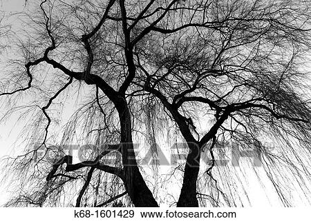 weeping willow trees in Jericho Park, Vancouver, BC, Canada. View Large Photo Image Stock Photo - weeping willow trees in Jericho Park, Vancouver, BC, Canada.. Fotosearch