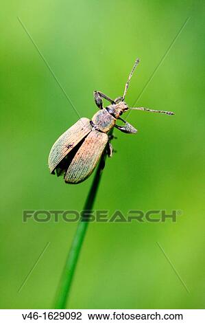 Stock Image - Weevil Polydrusus or Phyllobius, Weevil with elongated ribbed green elytra. Fotosearch