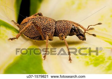 Weevil View Large Photo Image Stock Image - Weevil. Fotosearch