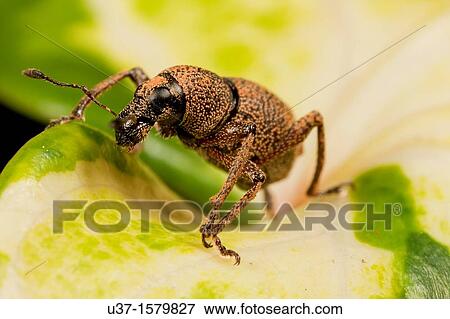Stock Photo - Weevil. Fotosearch