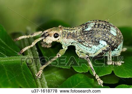 Weevil View Large Photo Image Stock Photo - Weevil. Fotosearch