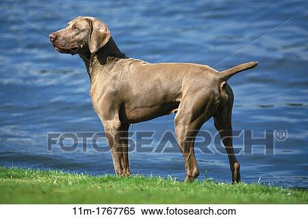 Weimar Pointer Dog, Male standing near Water View Large Photo Image Stock Photography - Weimar Pointer Dog, Male standing near Water. Fotosearch
