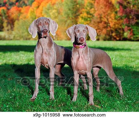 Weimaraner: breed of dog View Large Photo Image Stock Photo - Weimaraner: breed of dog. Fotosearch