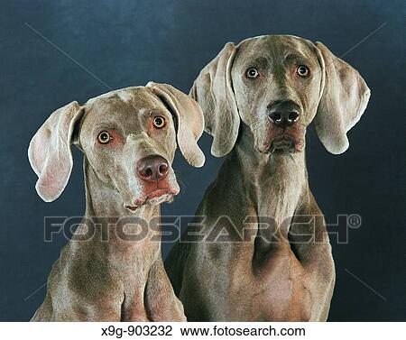 Weimaraner View Large Photo Image Stock Image - Weimaraner. Fotosearch