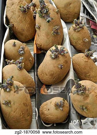 Well developed seed potatoes suitable for planting View Large Photo Image Stock Photo - Well developed seed potatoes suitable for planting. Fotosearch