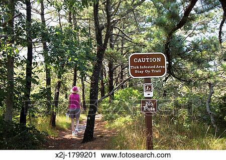 Wellfleet, Massachusetts - A sign warns of ticks on the Atlantic White Cedar Swamp hiking trail in Cape Cod National Seashore View Large Photo Image Stock Image - Wellfleet, Massachusetts - A sign warns of ticks on the Atlantic White Cedar Swamp hiking trail in Cape Cod National Seashore. Fotosearch