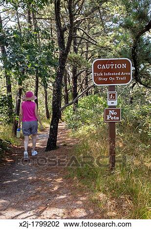 Wellfleet, Massachusetts - A sign warns of ticks on the Atlantic White Cedar Swamp hiking trail in Cape Cod National Seashore View Large Photo Image Stock Image - Wellfleet, Massachusetts - A sign warns of ticks on the Atlantic White Cedar Swamp hiking trail in Cape Cod National Seashore. Fotosearch