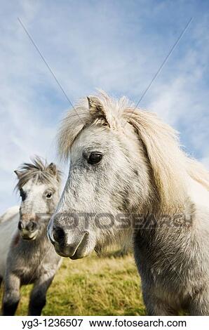 Stock Photo - Welsh mountain ponies, Brecon Beacons national park, Wales. Fotosearch