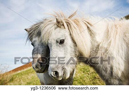 Stock Photograph - Welsh mountain ponies, Brecon Beacons national park, Wales. Fotosearch