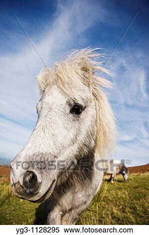 Stock Photography - Welsh mountain pony, Brecon Beacons national park, Wales. Fotosearch