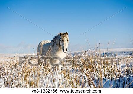 Welsh mountain pony stands on snow covered field, Brecon Beacons national park, Wales View Large Photo Image Stock Photograph - Welsh mountain pony stands on snow covered field, Brecon Beacons national park, Wales. Fotosearch