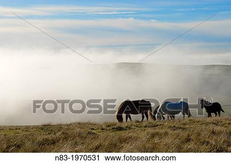 Welsh ponies, Eppynt, Cambrian Mountains, Powys, Wales, UK. View Large Photo Image Stock Image - Welsh ponies, Eppynt, Cambrian Mountains, Powys, Wales, UK.. Fotosearch