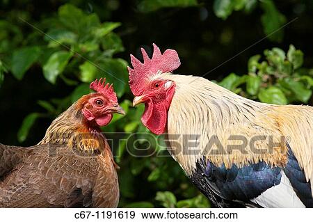 Stock Photo - Welsummer Bantum Cock & Hen. Fotosearch
