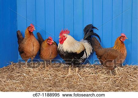 Welsummer Bantum Cock & Hens View Large Photo Image Stock Photography - Welsummer Bantum Cock & Hens. Fotosearch