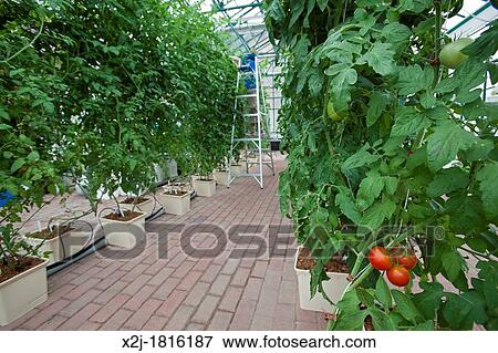 Stock Photo - West Bloomfield, Michigan - Organic tomatoes are grown hydroponically in bato buckets in a greenhouse at Henry Ford West Bloomfield Hospital The produce is used in meals for patients prepared in the hospital's kitchen. Fotosearch