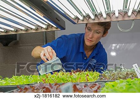 West Bloomfield, Michigan - Resident farmer at Henry Ford West Bloomfield Hospital, waters seedlings in the hospital's greenhouse The organic produce is grown hydroponically and is used in meals for patients prepared in the hospital's kitchen View Large Photo Image Stock Image - West Bloomfield, Michigan - Resident farmer at Henry Ford West Bloomfield Hospital, waters seedlings in the hospital's greenhouse The organic produce is grown hydroponically and is used in meals for patients prepared in the hospital's kitchen. Fotosearch
