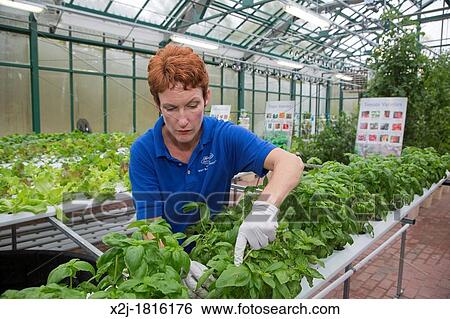West Bloomfield, Michigan - Resident farmer at Henry Ford West Bloomfield Hospital, tends plants in the hospital's greenhouse The organic produce is grown hydroponically and is used in meals for patients prepared in the hospital's kitchen View Large Photo Image Stock Photograph - West Bloomfield, Michigan - Resident farmer at Henry Ford West Bloomfield Hospital, tends plants in the hospital's greenhouse The organic produce is grown hydroponically and is used in meals for patients prepared in the hospital's kitchen. Fotosearch