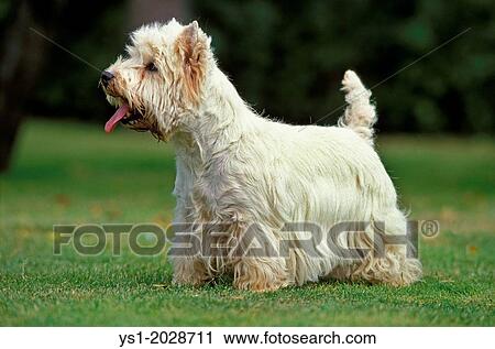 Stock Image - West Highland White Terrier or Westy, Adult.. Fotosearch