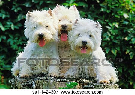 WEST HIGHLAND WHITE TERRIER View Large Photo Image Stock Photo - WEST HIGHLAND WHITE TERRIER. Fotosearch