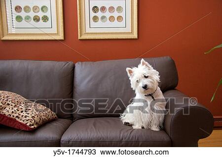 West Highland White Terrier Westie at home View Large Photo Image Stock Image - West Highland White Terrier Westie at home. Fotosearch