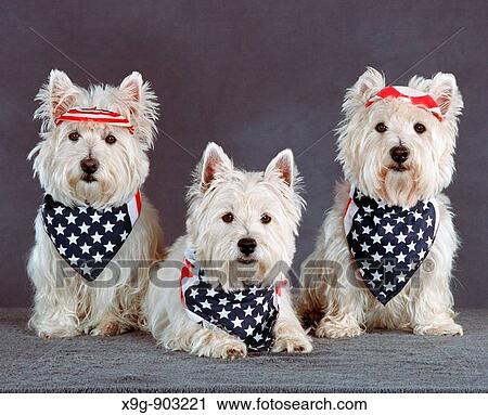 Stock Image - West Highland White Terriers. Fotosearch