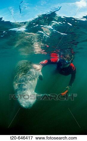 West Indian Manatee and scin diver, Trichechus manatus latirostris, USA, Florida, FL, Crystal River View Large Photo Image Stock Photo - West Indian Manatee and scin diver, Trichechus manatus latirostris, USA, Florida, FL, Crystal River. Fotosearch