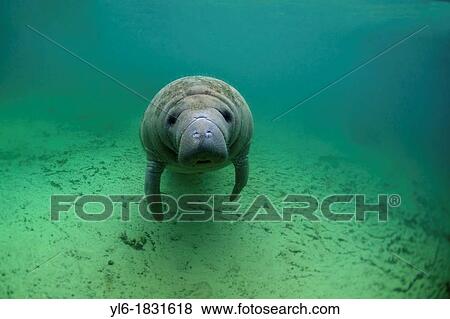 Stock Photo - West Indian Manatee: Filmed on location at Crystal River National Wildlife Refuge, Crystal River, Florida courtesy of the U S Fish and Wildlife Service. Fotosearch
