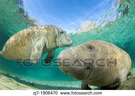 West Indian Manatee, Trichechus manatus latirostris, Florida View Large Photo Image Stock Image - West Indian Manatee, Trichechus manatus latirostris, Florida. Fotosearch