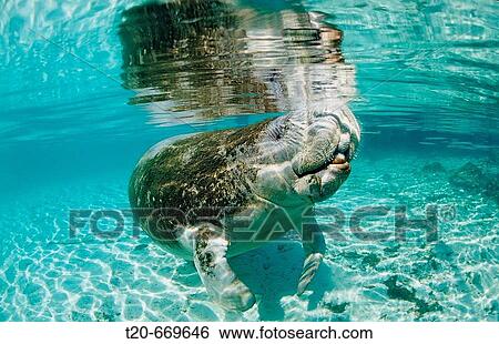West Indian Manatee, Trichechus manatus latirostris, USA, Florida, FL, Crystal River View Large Photo Image Stock Photograph - West Indian Manatee, Trichechus manatus latirostris, USA, Florida, FL, Crystal River. Fotosearch
