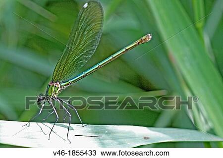 Stock Image - Western Demoiselle, Calopteryx xanthostoma Female on grass. Fotosearch