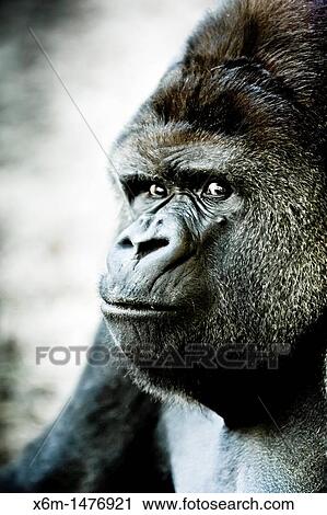 Western Gorilla Gorilla gorilla Park of the Nature of Cabarceno Cabarceno, Cantabria, Spain View Large Photo Image Stock Image - Western Gorilla Gorilla gorilla Park of the Nature of Cabarceno Cabarceno, Cantabria, Spain. Fotosearch