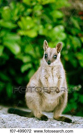 Western Grey Kangaroo (Macropus fuliginosus). Australia View Large Photo Image Stock Image - Western Grey Kangaroo (Macropus fuliginosus). Australia. Fotosearch