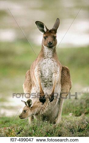 Western Grey Kangaroo (Macropus fuliginosus). Victoria, Australia View Large Photo Image Stock Photo - Western Grey Kangaroo (Macropus fuliginosus). Victoria, Australia. Fotosearch