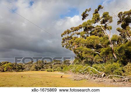 Western grey kangaroo Macropus fuliginosus, on Kangaroo Island in the Flinders Chase National Park View Large Photo Image Stock Photo - Western grey kangaroo Macropus fuliginosus, on Kangaroo Island in the Flinders Chase National Park. Fotosearch
