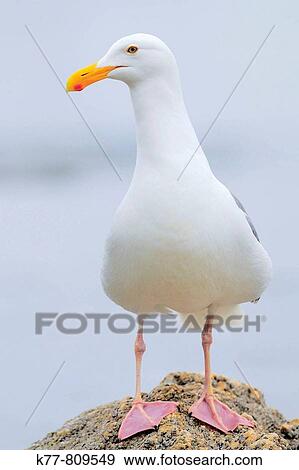 Western Gull (Larus occidentalis), Breeding Adult. Monterey, California, USA. View Large Photo Image Stock Photo - Western Gull (Larus occidentalis), Breeding Adult. Monterey, California, USA.. Fotosearch