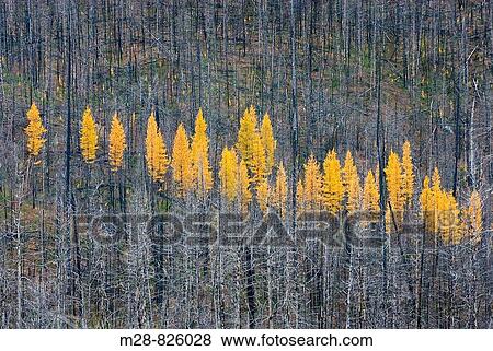 Western Larch Larix occidentalis displaying their golden needles in autumn among a partially burned forest, Flathead National Forest Montana USA View Large Photo Image Stock Photo - Western Larch Larix occidentalis displaying their golden needles in autumn among a partially burned forest, Flathead National Forest Montana USA. Fotosearch
