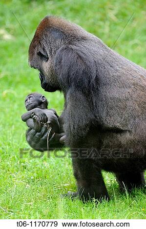 Western lowland gorilla Gorilla gorilla gorilla Mother with baby, captive, Endangered View Large Photo Image Stock Photo - Western lowland gorilla Gorilla gorilla gorilla Mother with baby, captive, Endangered. Fotosearch