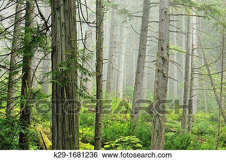 Western red cedars and devil's club along the Giant Cedars trail, Mount Revelstoke National Park, British Columbia, Canada View Large Photo Image Stock Photograph - Western red cedars and devil's club along the Giant Cedars trail, Mount Revelstoke National Park, British Columbia, Canada. Fotosearch