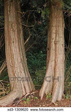 Western Redcedar (Thuja plicata) trunks, Central Park, Burnaby, British Columbia, Canada. View Large Photo Image Stock Image - Western Redcedar (Thuja plicata) trunks, Central Park, Burnaby, British Columbia, Canada.. Fotosearch