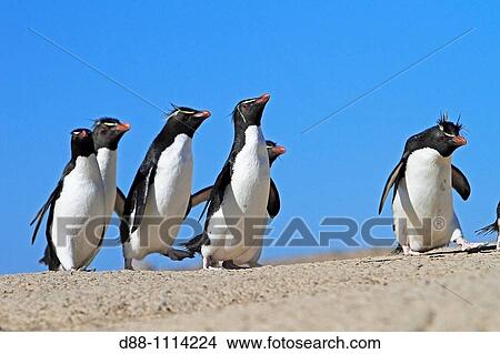 Western Rockhopper Penguin (Eudyptes chrysocome chrysocome). Pebble Island, Falkland Islands View Large Photo Image Picture - Western Rockhopper Penguin (Eudyptes chrysocome chrysocome). Pebble Island, Falkland Islands. Fotosearch